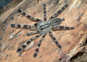 Poecilotheria fasciata